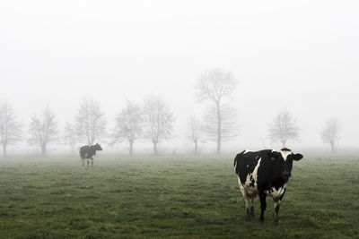 Two cows in the mist