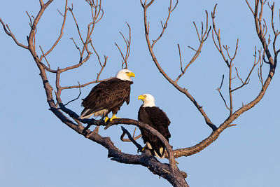 Low angle view of birds perching on branch against sky