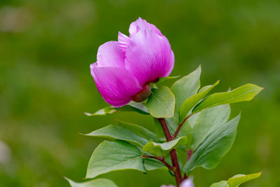 Close-up of pink rose flower