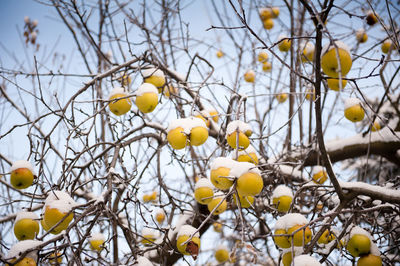 Low angle view of fruits on tree against sky