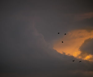 Low angle view of birds flying in sky