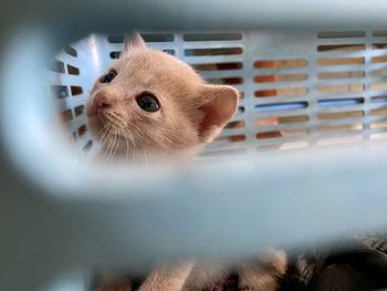 Close-up of a cat in cage