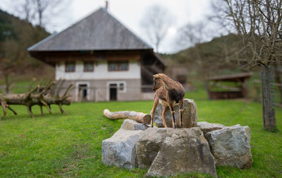 Rear view of horse on field
