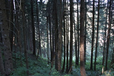 View of trees in forest