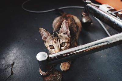 Close-up portrait of a cat