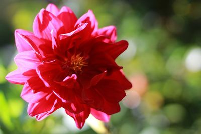 Close-up of pink flower blooming outdoors