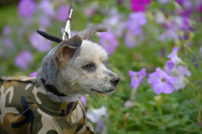 Close-up of a dog looking away