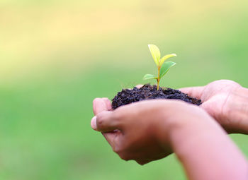 Close-up of hand holding small flower