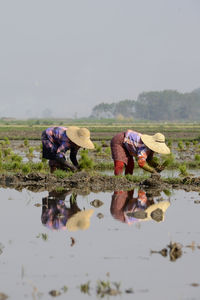 People planting rice on farm