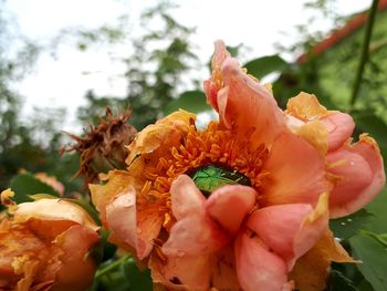 Close-up of pink flowering plant