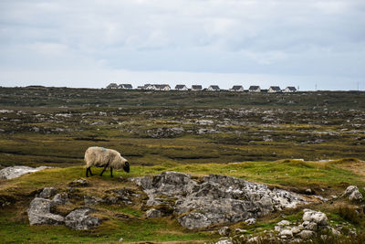 Sheep grazing in a field