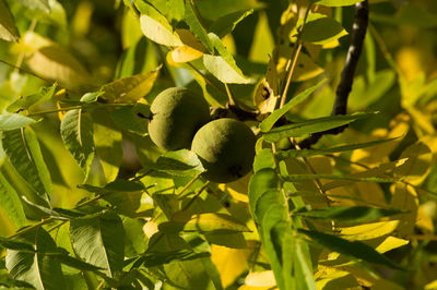 Close-up of fruits on tree