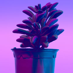 Plants on pink fashion concept. cactus on neon background wall