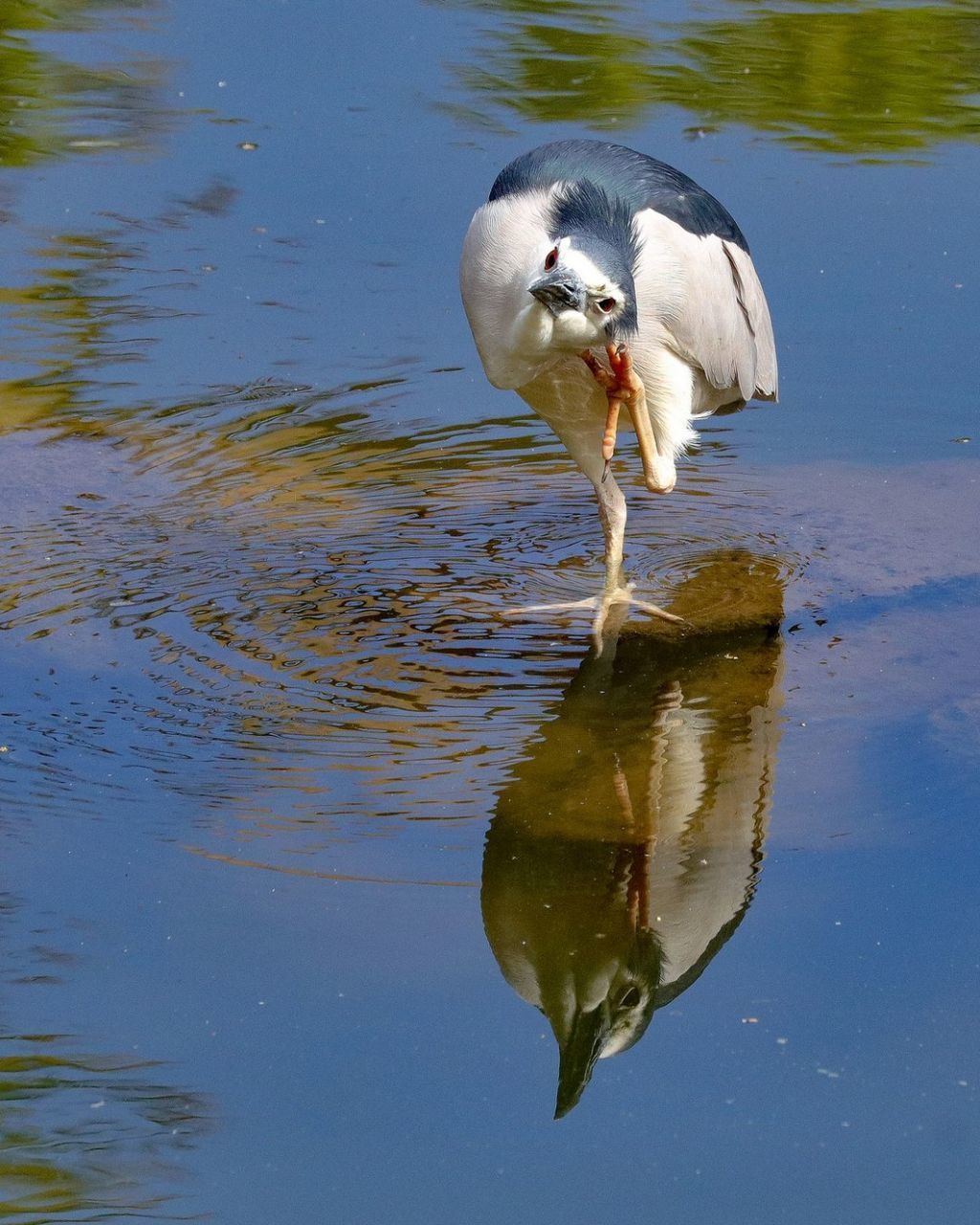 DUCK IN LAKE