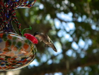 Low angle view of bird on feeder