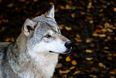 Close-up of wolf looking away