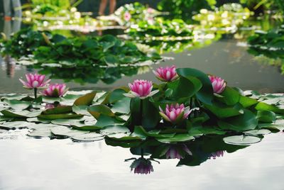 Close-up of lotus water lily in lake