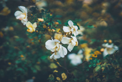 Close-up of white flowering plant