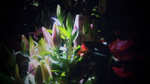 Close-up of flowers blooming at night