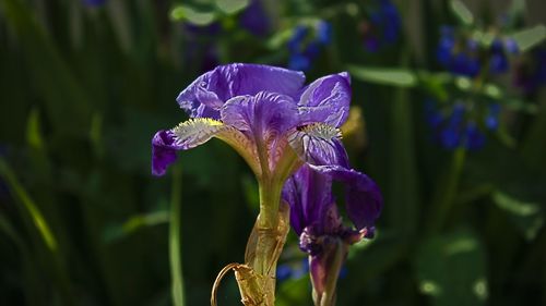 Close-up of purple iris