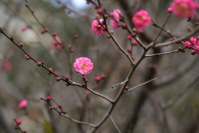 Close-up of red flowering plant