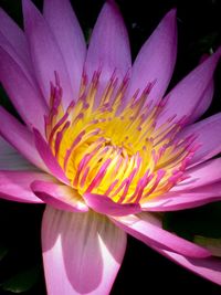 Close-up of pink flower