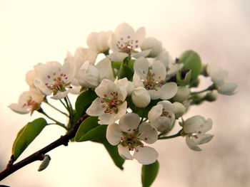 Close-up of white flowers on branch