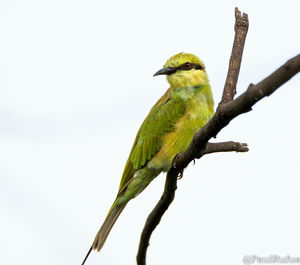 Close-up of bird perching on branch against sky