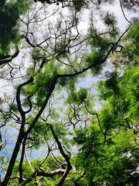 Low angle view of trees in forest