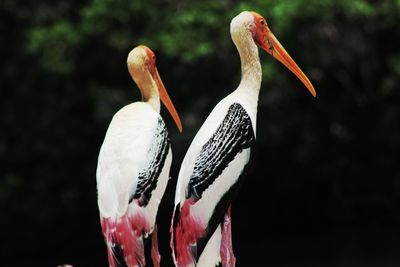 Close-up of cranes