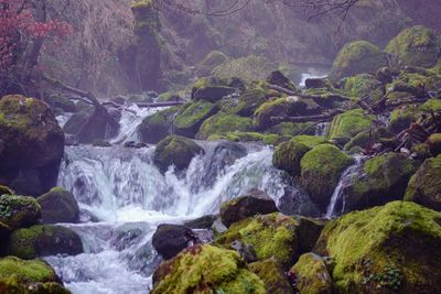 Scenic view of waterfall in forest