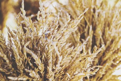 Close-up of wheat growing on field