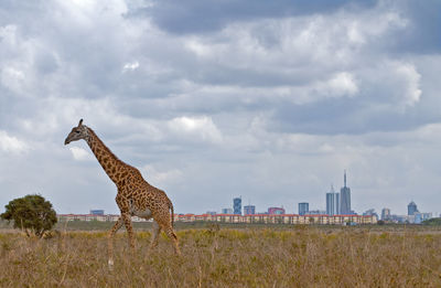 Giraffe on field against cloudy sky