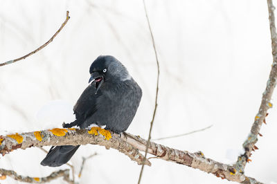 Bird perching on branch during winter