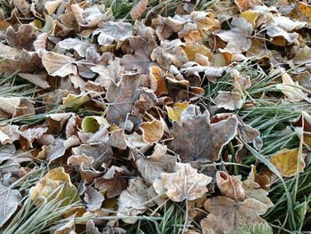 Close-up of dry leaves on field