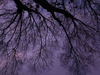 Low angle view of bare tree against sky