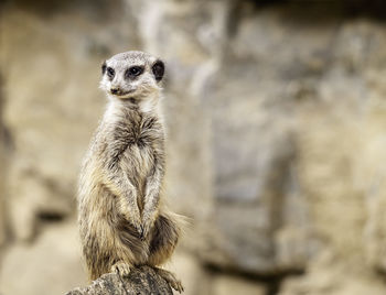 Close-up of a lizard on rock