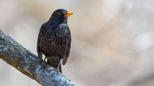 Close-up of bird perching on branch