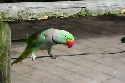 High angle view of parrot perching on leaf