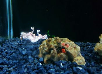 Close-up of crab at aquarium