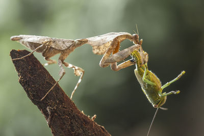 Deroplatys lobata with beautifull pose