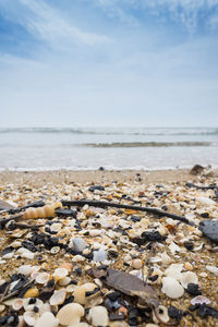 Shell and pebble on beach