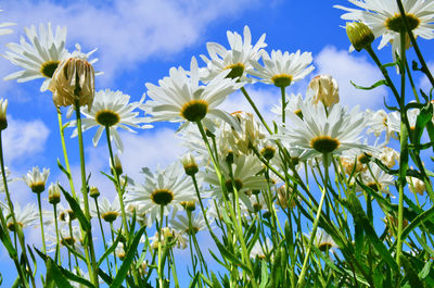 Close-up of white flowers blooming against sky