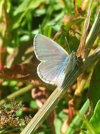 Close-up of butterfly perching on plant