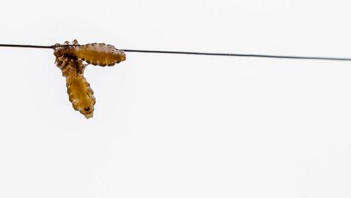 Close-up of insect against white background