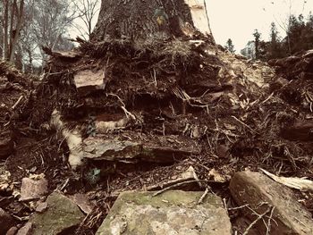 Close-up of tree roots in forest