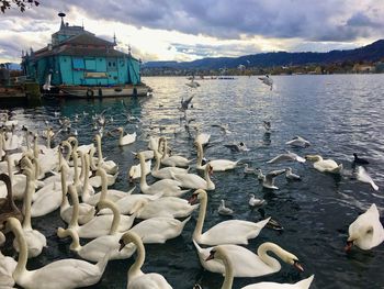 Swans swimming in lake