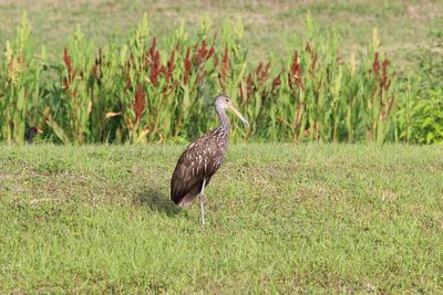 Bird perching on a field