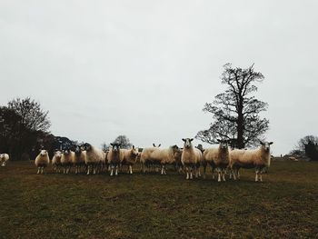 Sheep standing on field against clear sky