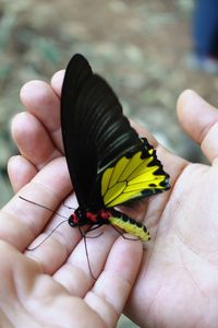 Close-up of hand holding small